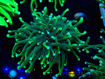 WYSIWYG Euphyllia glabrescens (Mariculture acclimated under LED) 8G4