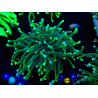 WYSIWYG Euphyllia glabrescens ULTRA TIGER (Mariculture acclimaté sous LED) 8G4