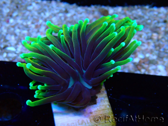 WYSIWYG Euphyllia glabrescens ULTRA TIGER (Mariculture acclimaté sous LED) 8G6