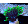 WYSIWYG Euphyllia glabrescens ULTRA TIGER (Mariculture acclimaté sous LED) 8G6