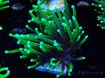 WYSIWYG Euphyllia glabrescens ULTRA TIGER (Mariculture acclimaté sous LED) 8H1