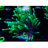 WYSIWYG Euphyllia glabrescens ULTRA TIGER (Mariculture acclimaté sous LED) 8H1