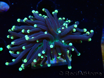 WYSIWYG Euphyllia glabrescens (Maricultura aclimatada bajo LED) 8I2