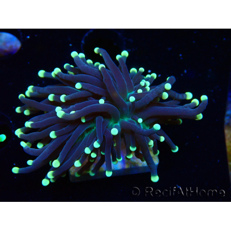 WYSIWYG Euphyllia glabrescens (Mariculture acclimated under LED) 8I2