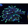WYSIWYG Euphyllia glabrescens (Maricultura aclimatada bajo LED) 8I2