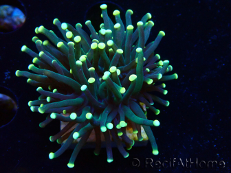 WYSIWYG Euphyllia glabrescens ULTRA TIGER (Mariculture acclimaté sous LED) 8I4