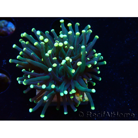 WYSIWYG Euphyllia glabrescens (Mariculture acclimated under LED) 8I4