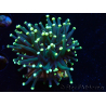 WYSIWYG Euphyllia glabrescens (Marikultur akklimatisiert unter LED) 8I4
