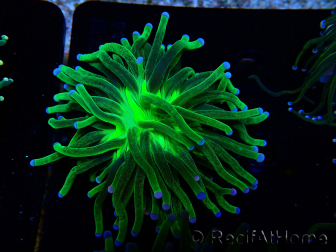WYSIWYG Euphyllia glabrescens (Maricoltura acclimatata sotto LED) 8I5