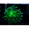 WYSIWYG Euphyllia glabrescens (Mariculture acclimaté sous LED) 8I5