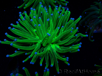 WYSIWYG Euphyllia glabrescens (Mariculture acclimaté sous LED) 8I6
