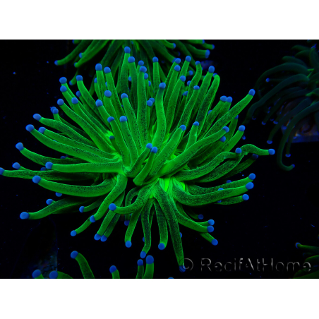 WYSIWYG Euphyllia glabrescens (Mariculture acclimated under LED) 8I6