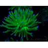 WYSIWYG Euphyllia glabrescens (Mariculture acclimaté sous LED) 8I6