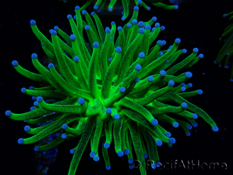 WYSIWYG Euphyllia glabrescens (Mariculture acclimated under LED) 8J1