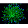 WYSIWYG Euphyllia glabrescens (Maricoltura acclimatata sotto LED) 8J1