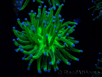 WYSIWYG Euphyllia glabrescens (Marikultur akklimatisiert unter LED) 8J2