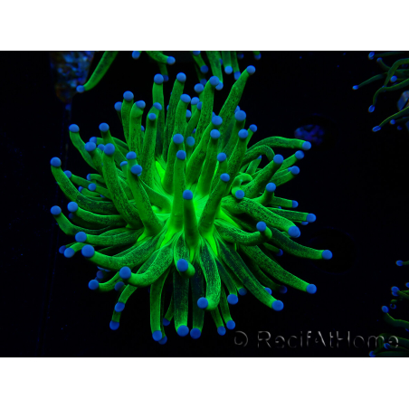 WYSIWYG Euphyllia glabrescens (Mariculture acclimated under LED) 8J2