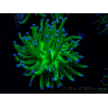 WYSIWYG Euphyllia glabrescens (Mariculture acclimated under LED) 8J2