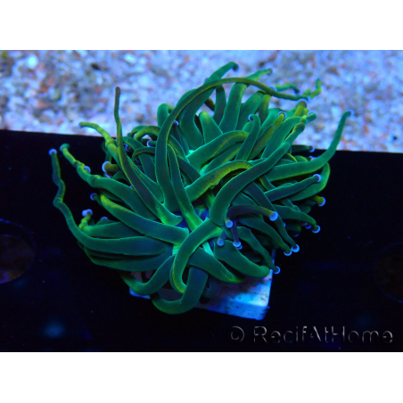 WYSIWYG Euphyllia glabrescens (Mariculture acclimaté sous LED) 8J3