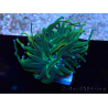 WYSIWYG Euphyllia glabrescens (Maricultura aclimatada bajo LED) 8J3