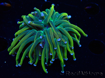 WYSIWYG Euphyllia glabrescens (Maricultura aclimatada bajo LED) 8J5