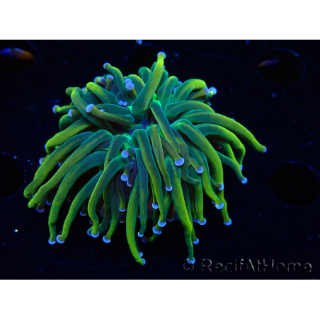 WYSIWYG Euphyllia glabrescens (Marikultur, akklimatisiert unter LED) 8J5