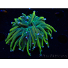 WYSIWYG Euphyllia glabrescens (Maricultura aclimatada bajo LED) 8J5
