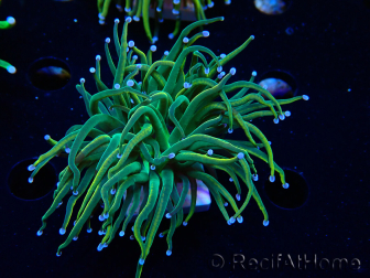 WYSIWYG Euphyllia glabrescens (Mariculture acclimaté sous LED) 8J6