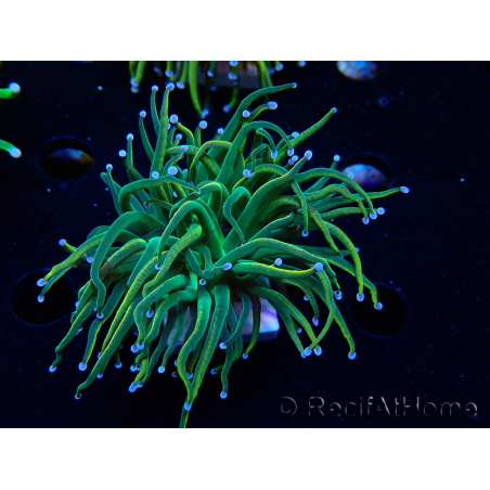 WYSIWYG Euphyllia glabrescens (Marikultiviert, akklimatisiert unter LED) 8J6