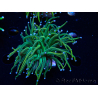 WYSIWYG Euphyllia glabrescens (Mariculture acclimaté sous LED) 8J6