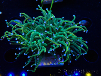 WYSIWYG Euphyllia glabrescens (Marikultur unter LED akklimatisiert) 8K1