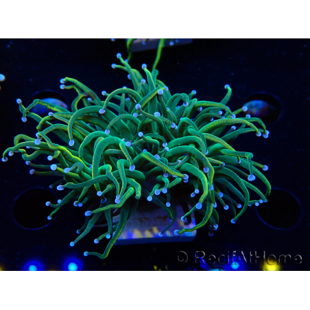 WYSIWYG Euphyllia glabrescens (Maricultura aclimatada bajo LED) 8K1
