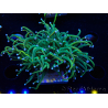 WYSIWYG Euphyllia glabrescens (Marikultur unter LED akklimatisiert) 8K1