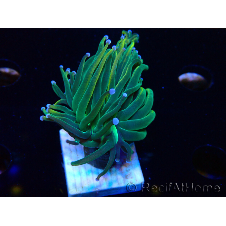 WYSIWYG Euphyllia glabrescens (Maricoltura acclimatata sotto LED) 8K2