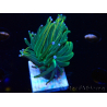 WYSIWYG Euphyllia glabrescens (Mariculture acclimaté sous LED) 8K2