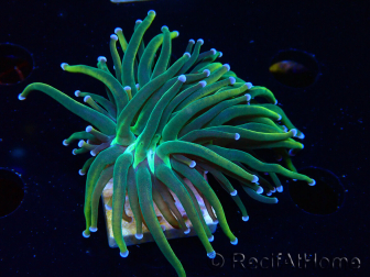 WYSIWYG Euphyllia glabrescens (Mariculture acclimated under LED) 8K3