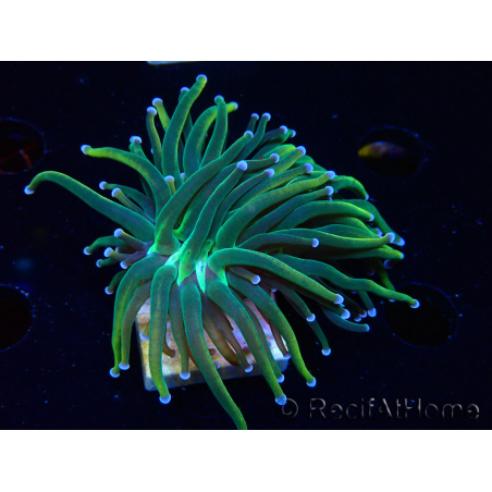 WYSIWYG Euphyllia glabrescens (Mariculture acclimaté sous LED) 8K3