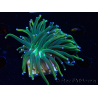 WYSIWYG Euphyllia glabrescens (Mariculture acclimated under LED) 8K3