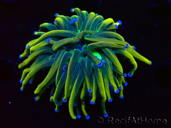 WYSIWYG Euphyllia glabrescens (Maricoltura acclimatata sotto LED) 8J5