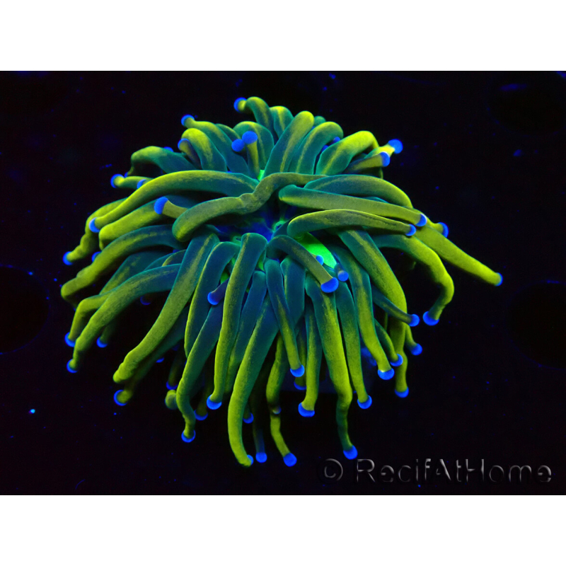WYSIWYG Euphyllia glabrescens (Maricultura aclimatada bajo LED) 8J5