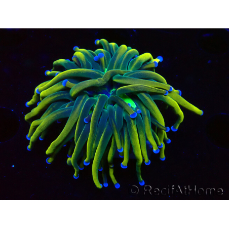 WYSIWYG Euphyllia glabrescens (Mariculture acclimaté sous LED) 8J5