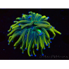 WYSIWYG Euphyllia glabrescens (Mariculture acclimaté sous LED) 8J5