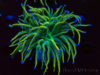 WYSIWYG Euphyllia glabrescens (Maricoltura acclimatata sotto LED) 8J6