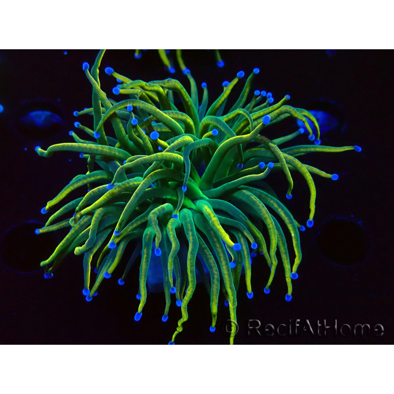 WYSIWYG Euphyllia glabrescens (Mariculture acclimaté sous LED) 8J6
