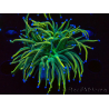 WYSIWYG Euphyllia glabrescens (Mariculture acclimaté sous LED) 8J6