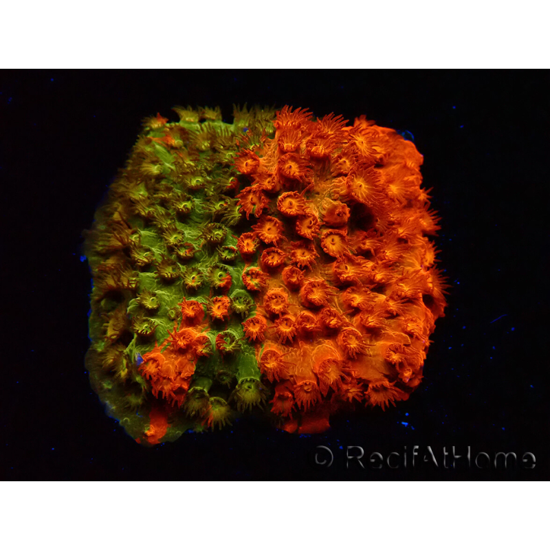 WYSIWYG - RAH Cyphastrea Sunkist Grafted