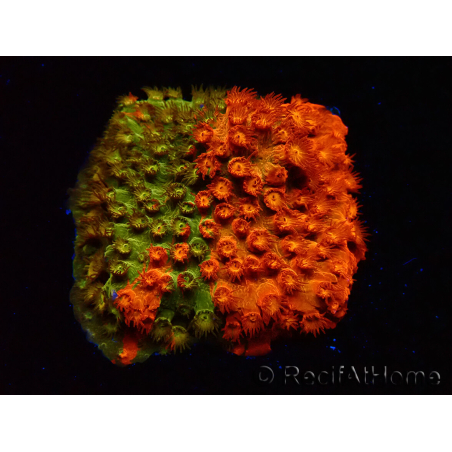 WYSIWYG - RAH Cyphastrea Sunkist Grafted