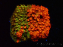 WYSIWYG - RAH Cyphastrea Sunkist Grafted