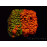 WYSIWYG - RAH Cyphastrea Sunkist Grafted