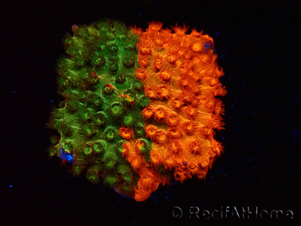 WYSIWYG - RAH Cyphastrea Sunkist Grafted